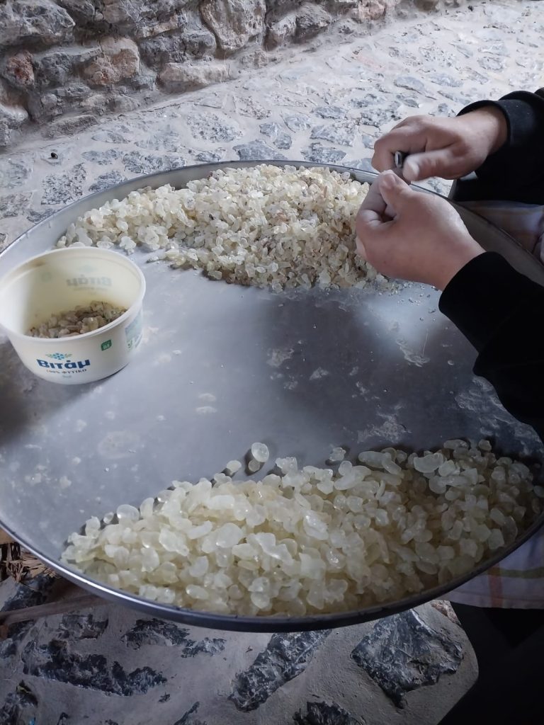 Yaz sonu ve sonbaharda toplanan, sakız gözyaşı denilen damlacıkların bütün kış boyunca teker teker temizlenmesi.